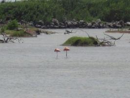 IMG 9035 Flamingos